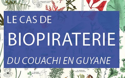 Couachi - biopiraterie - Guyane